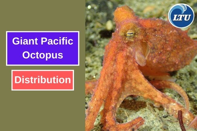 Exploring the Distribution of Giant Pacific Octopus 